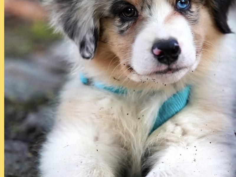 A rescue puppy in a teal collar