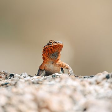 Desert lizard on Arizona rock